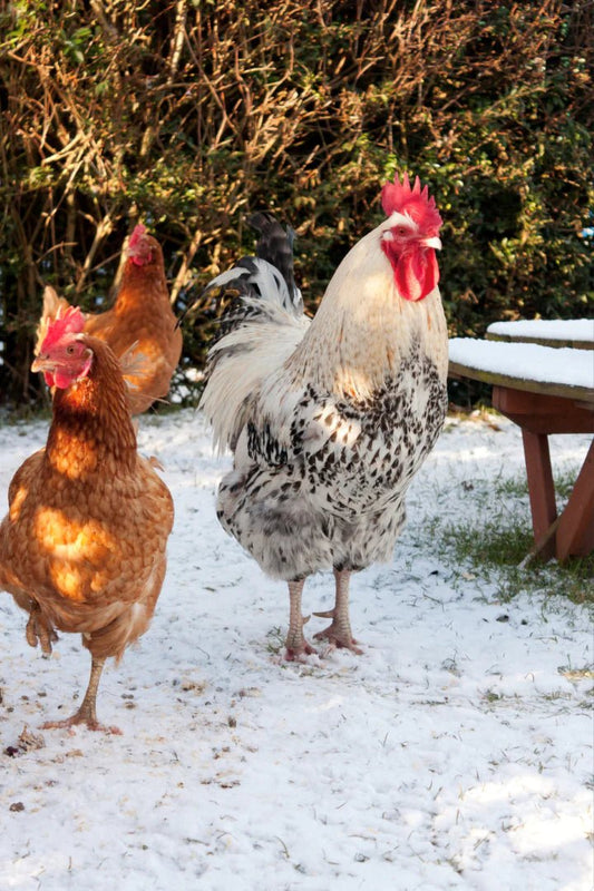 How to Raise Chickens in the Winter and Ensure Their Wellbeing - Faith Farms Goat Milk Soap