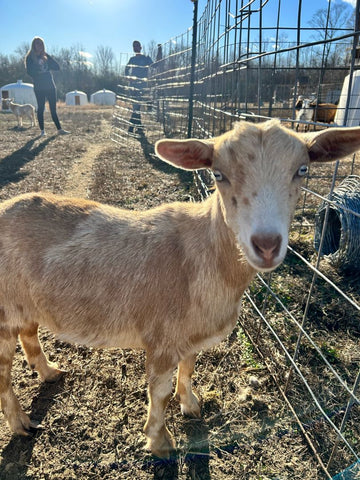 Exactly How to Start a Goat Farm (And Big Mistakes to Avoid!)