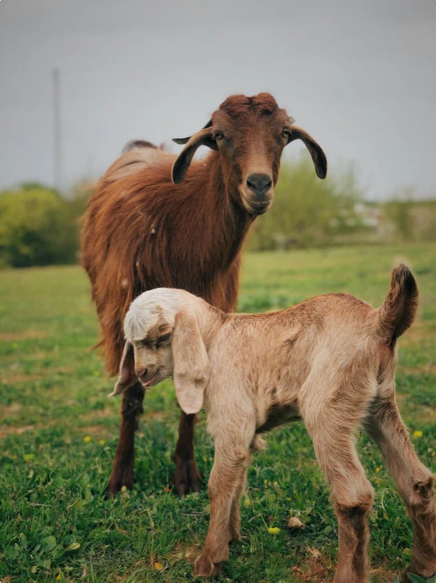Is it Safe to Use Goat Milk for Skin Lightening? What to Know - Faith Farms Goat Milk Soap
