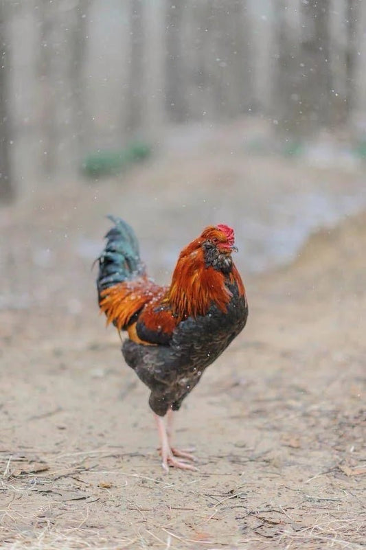Mistakes to Avoid When Raising Chickens for Eggs - Faith Farms Goat Milk Soap