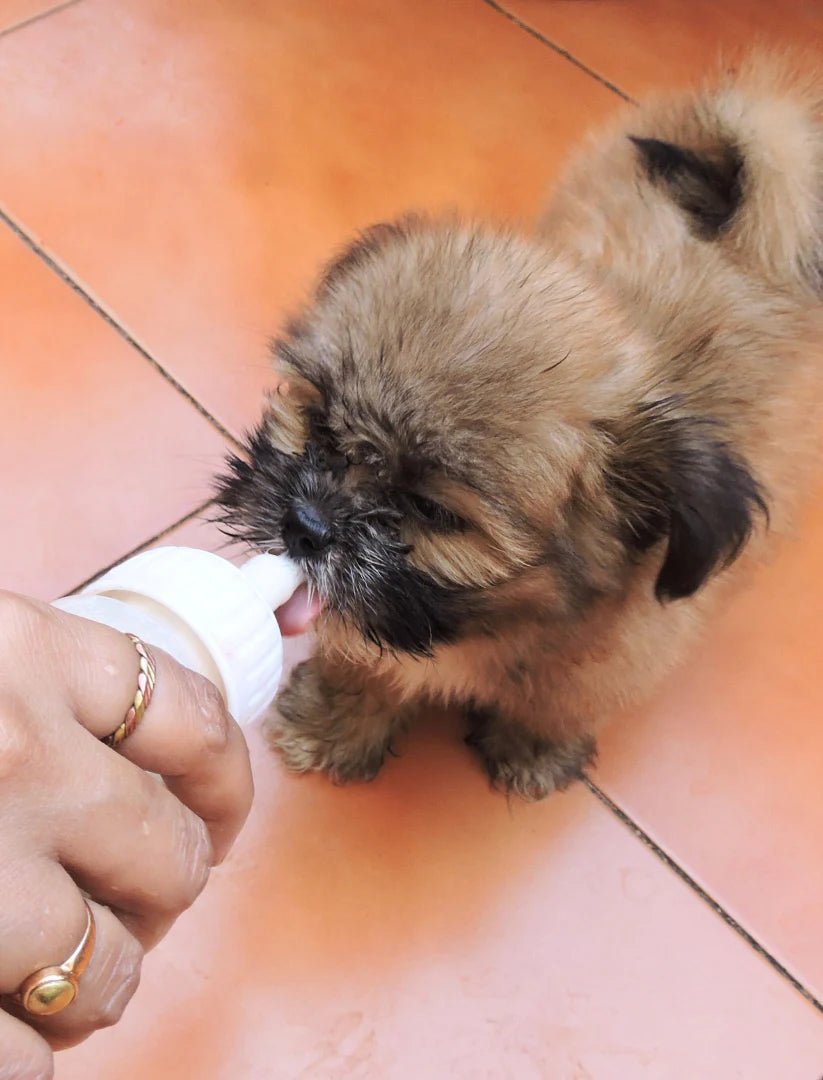 7 Benefits of Goat Milk for Dogs to Help Keep Your Furry Friend Healthy - Faith Farms Goat Milk Soap