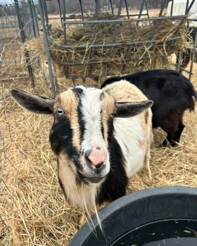 An Exact List of Supplies Needed for Goats (And Estimated Costs) - Faith Farms Goat Milk Soap
