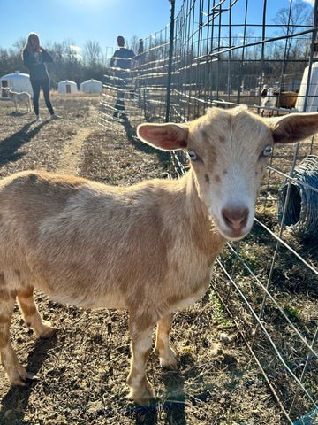 Exactly How to Start a Goat Farm (And Big Mistakes to Avoid!) - Faith Farms Goat Milk Soap