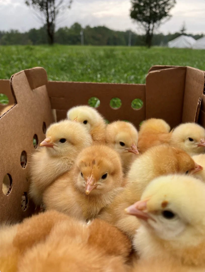 The Ultimate Guide to Raising Baby Chicks for Beginners - Faith Farms Goat Milk Soap