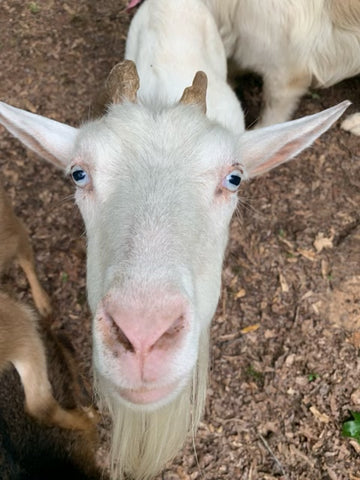 Description of image