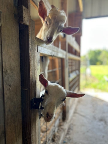 Description of image