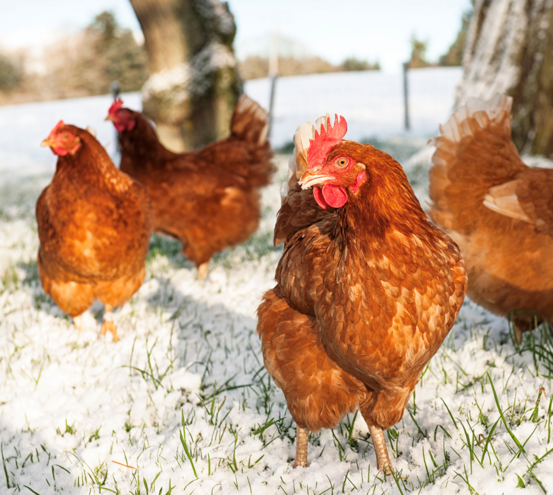 How to Raise Chickens in the Winter and Ensure Their Wellbeing